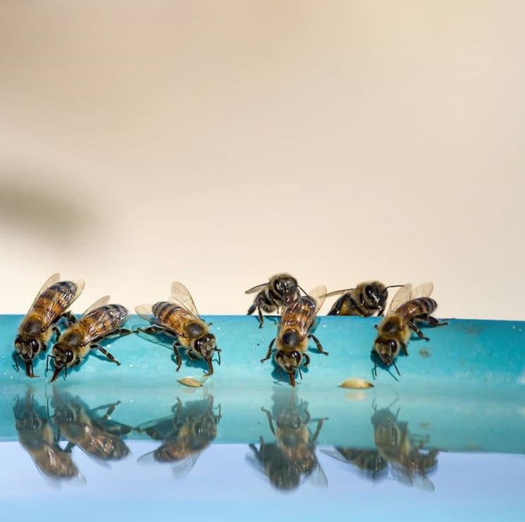 Nine buzzworthy facts about the honeybee